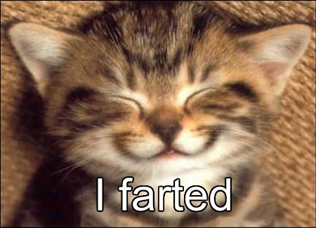 funny cat that farted