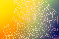 a yellow purple spider web