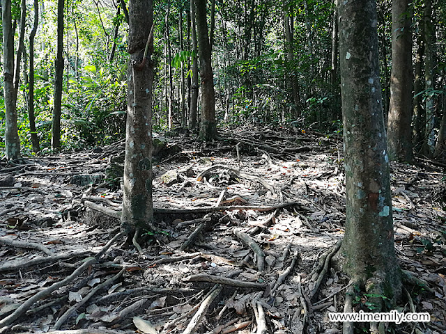 Hiking @ Bukit Gasing, Petaling Jaya (Trail Guide)