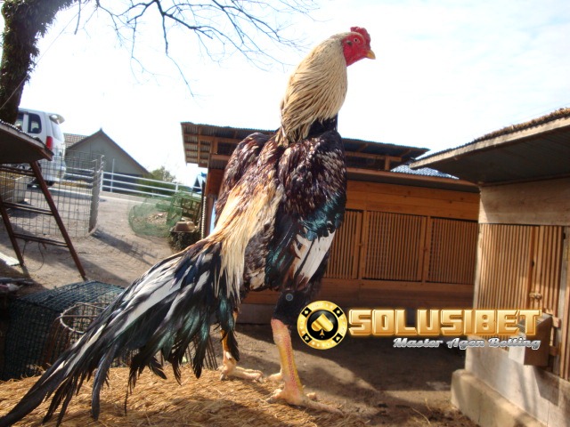 https://www.solusibet.com/sabung-ayam-online.htm