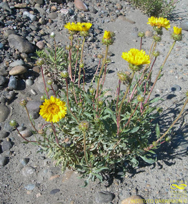 Botón de oro (Grindelia chiloensis)