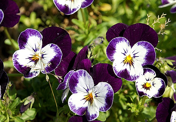 amor perfeito roxo - Gloria Ishizaka