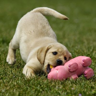 toilettage pour chien