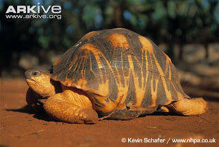 radiated tortoise