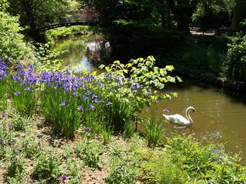 2004.05.20-021 cygne dans le jardin d'horticulture