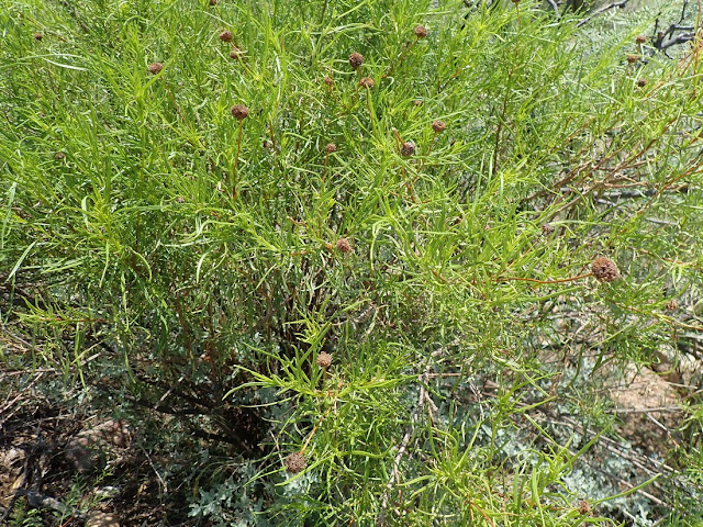 Sidneya tenuifolia