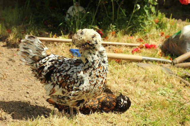 organic gardening using chickens for pest control