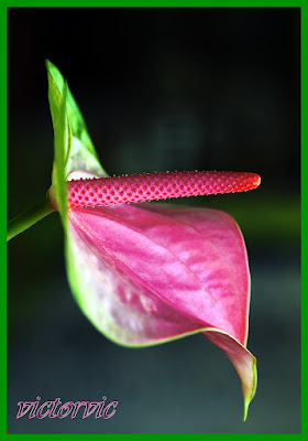Anthurium Lady Love care