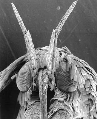 Microscopic view of Gracillariidae moth