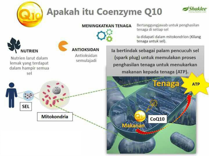 Ubat Migrain Secara Tradisional - Contoh Oha