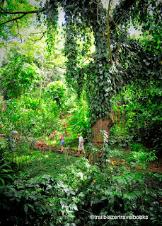 TRAILBLAZER HAWAII: Kauai's McBryde Garden: Eden preserved