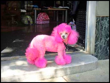 snazzies-funy-boutique