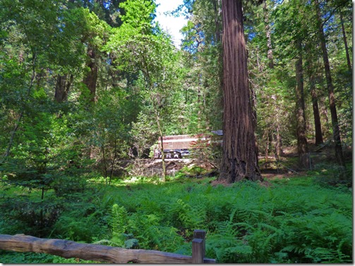  Roaring Camp Railroad Train next to state park