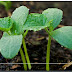 Unveiling the Urban Garden Secret: Is Your Homegrown Feast Truly Safe to Eat?