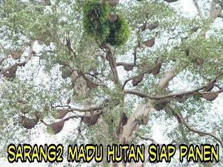 Jual madu murni/curah asli lebah liar hutan riau