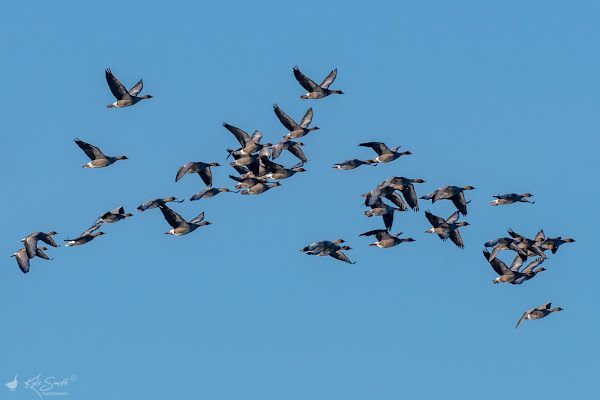 Pink-footed goose