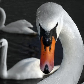 beautiful swan pictures