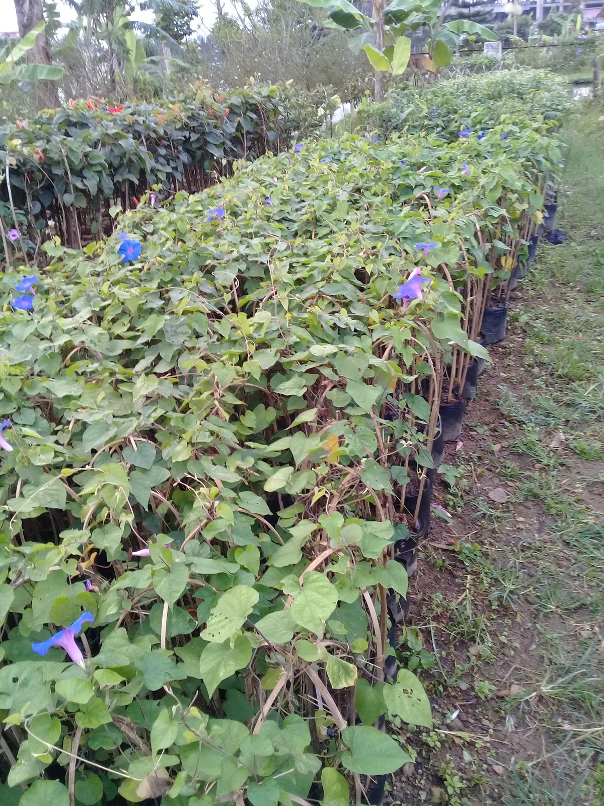 Jual tanaman  rambat  morning glory Tanaman  rambat  kanopi  