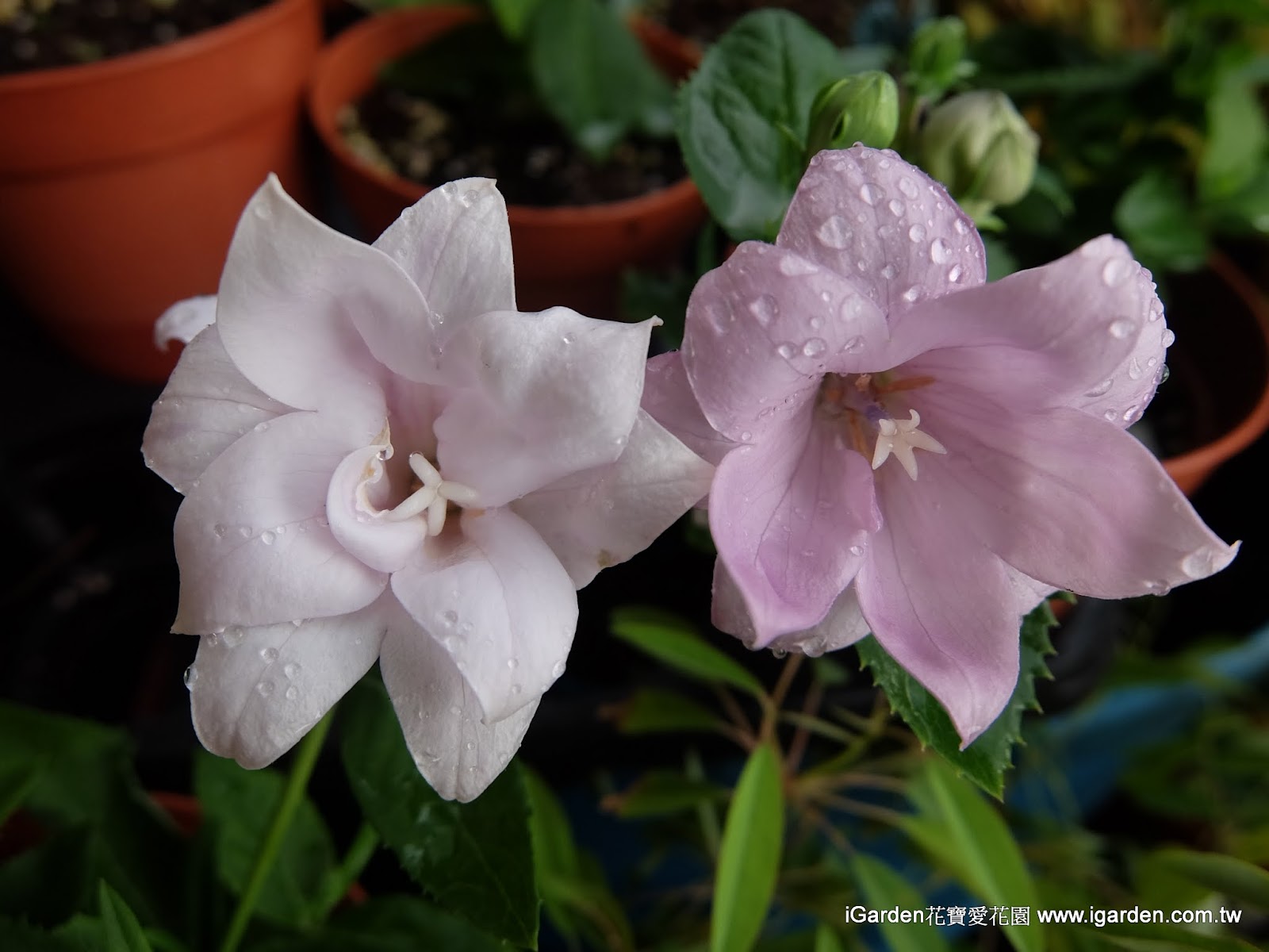 八月開的花 15年8月igarden 頂樓花園實錄 園藝部落格 Igarden 花寶愛花園園藝文摘plus