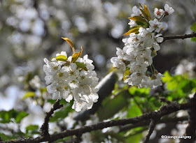 Cherry Blossoms in Frauenstein, Weisbaden