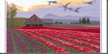 tulip festival