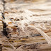Asbestos