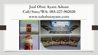 obat ayam bangkok