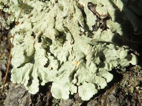 parmelia lichen