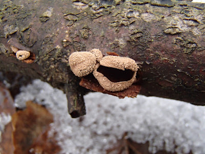 grzyby zimowe, grzybobranie w zimie, grzyby w lutym, Schizophyllum amplum rozszczepka kloszowa, Encoelia furfuracea orzechówka mączysta, Auricularia auricula-judae uszak bzowy, Schizophyllum commune rozszczepka pospolita, Tubaria furfuracea trąbka otrębiasta, Płomiennica zimowa [Zimówka aksamitnotrzonowa] Flammulina velutipes, Xylaria polymorpha próchnilec maczugowaty, Nectria cinnabarina gruzełek cynobrowy, kisielnica kędzierzawa. Exidia nigricans, Ascocoryne sarcoides galaretnica mięsista