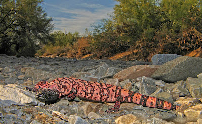 Popular Science Articles for Kids - Gila Monster Facts for Kids