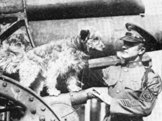 Rags: From Stray Dog to War Hero