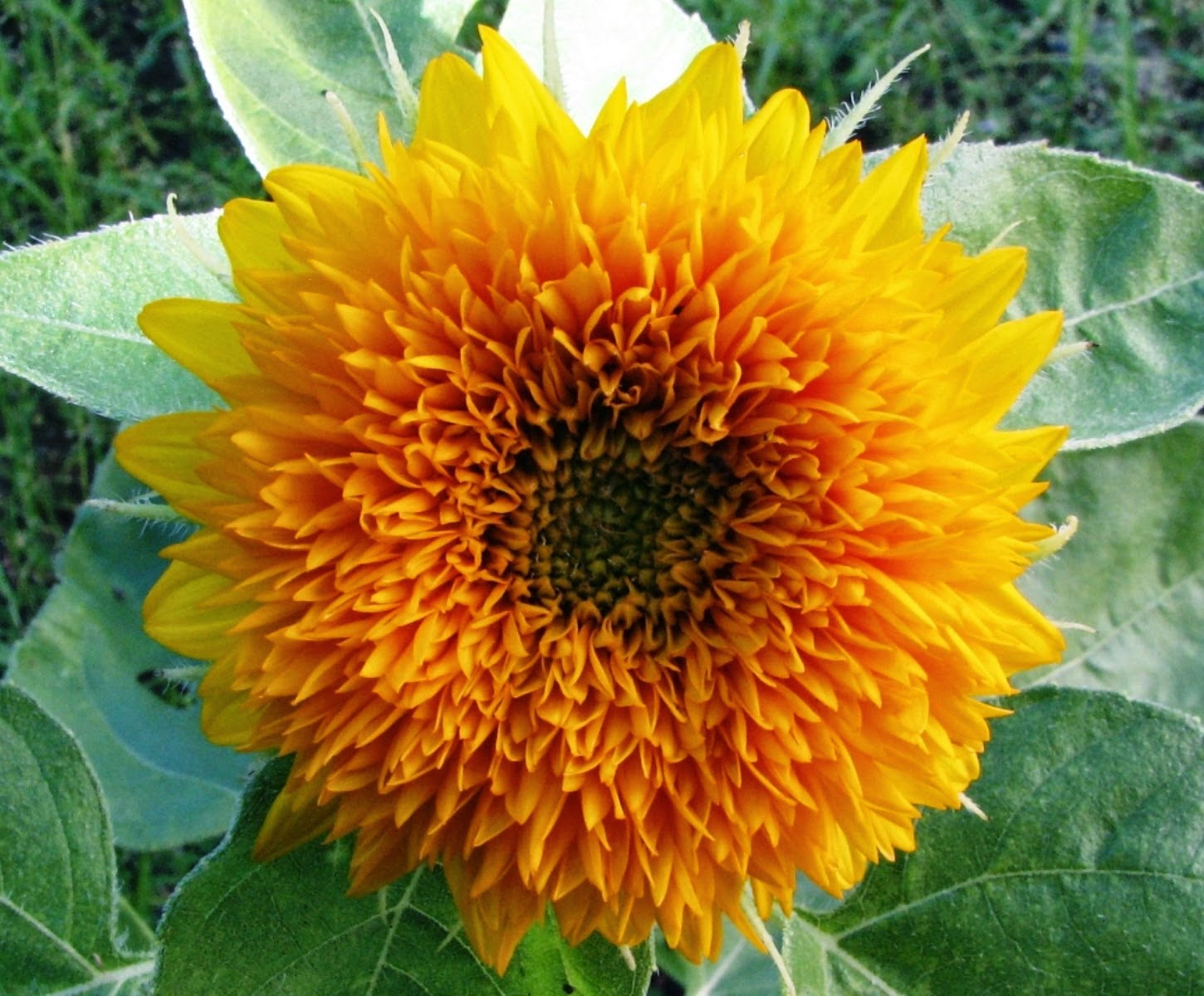 Macam dan Jenis Bunga Matahari | Manfaat di dalam ...