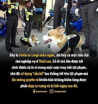 Thiếu tá...chó chớ không phải giỡn 😂