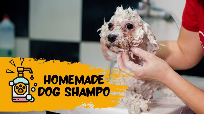How to Make Your Own Dog Shampoo