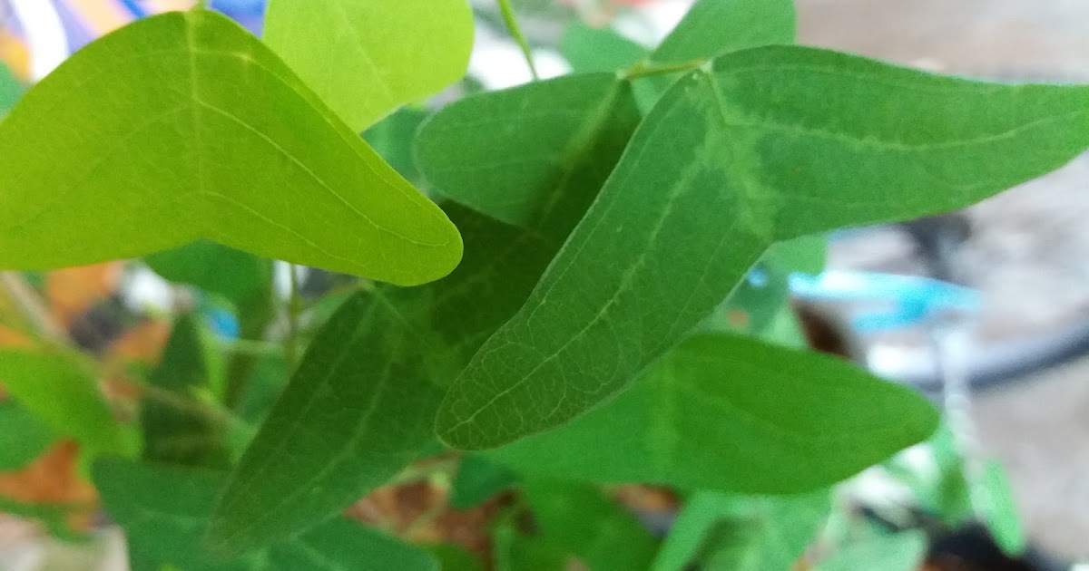 Dari Hutan ke Bandar: POKOK RERAMA HIJAU PENAWAR KANSER