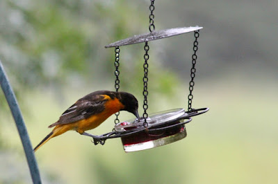 male Baltimore oriole feeding on grape jelly