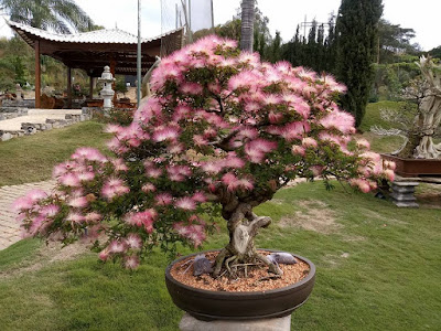 Kaliandra Brevipes/ Selloi,Jenis Kaliandra Terbaik Untuk Bonsai