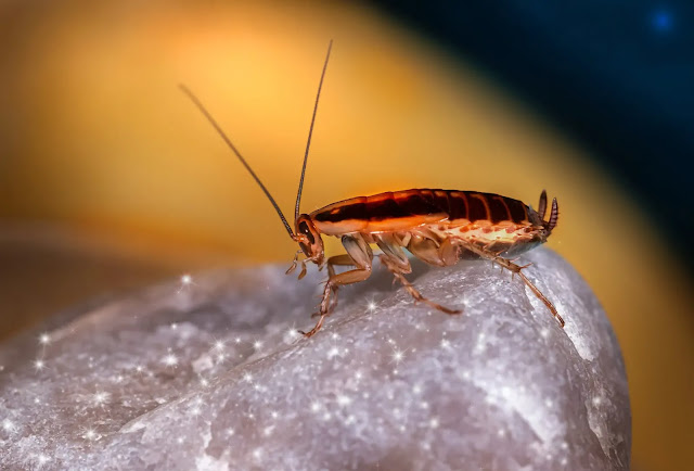 El bloqueo de una enzima podría reducir el sexo de las cucarachas, según un estudio