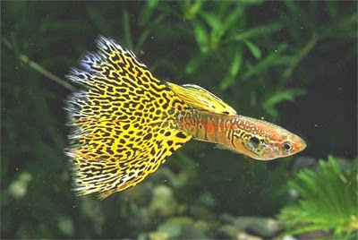 gambar guppy leopard | ikan hias, ikan guppy | anekaikanhias