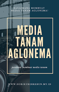 media tanam aglonema