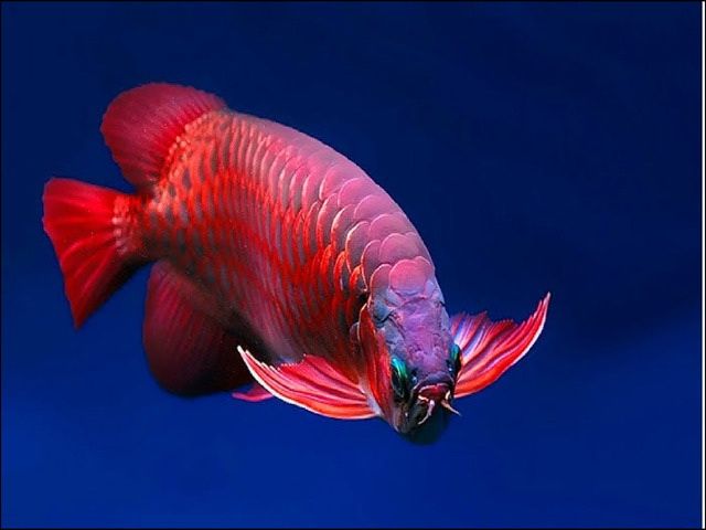 20 Jenis Gambar Ikan Arwana  Super Besar Warna Cantik