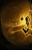  триместри вагітності: 1 триместр вагітності 