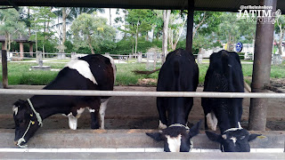 WISATA PETERNAKAN SAPI SUSU FANDA, Kepanjen, Malang