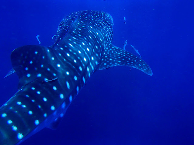 el tiburon ballena no disfruta nadar con humanos. curiosciencia