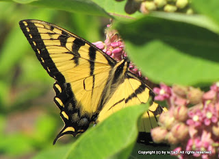 Tiger Swallowtail