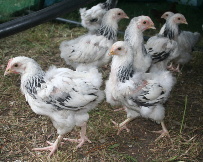 the natural chicken: Chicks now nearly 8 weeks old, no ...