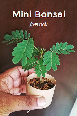 Mini (mame) bonsai from seeds of rain tree / Albizia Sama