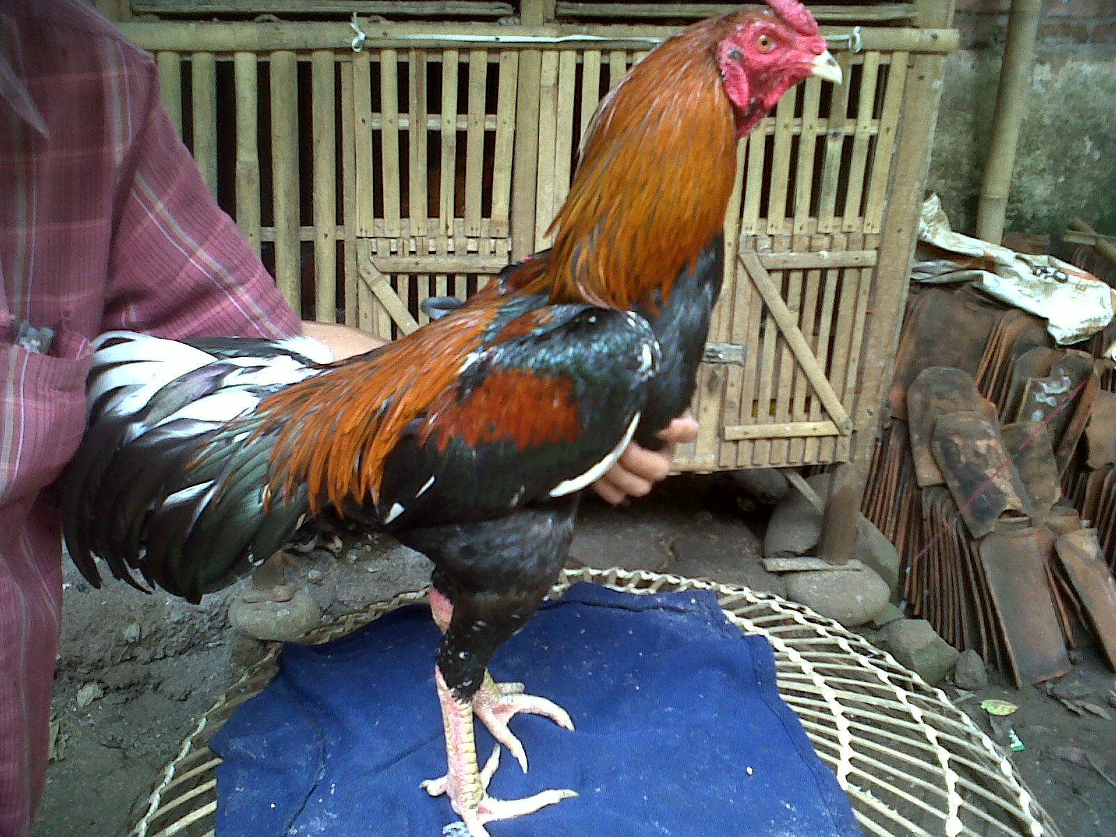  Koleksi Ayam Bangkok siap Tarung Edisi 2 