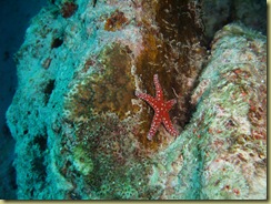 Star Fish