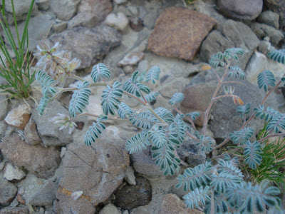 Tanaman Kebangkitan (Selaginella Lepidophylla)